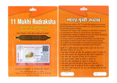 11 Mukhi Rudraksha 100 Natural by Lab Certified  Gold Cap