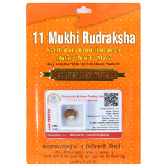 11 Mukhi Rudraksha 100 Natural by Lab Certified  Silver Cap