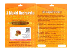 3 Mukhi Rudraksha 100 Natural by Lab Certified  Gold Cap