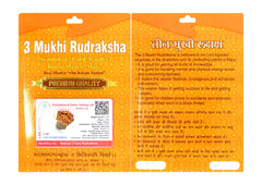3 Mukhi Rudraksha 100 Natural by Lab Certified  Silver Cap