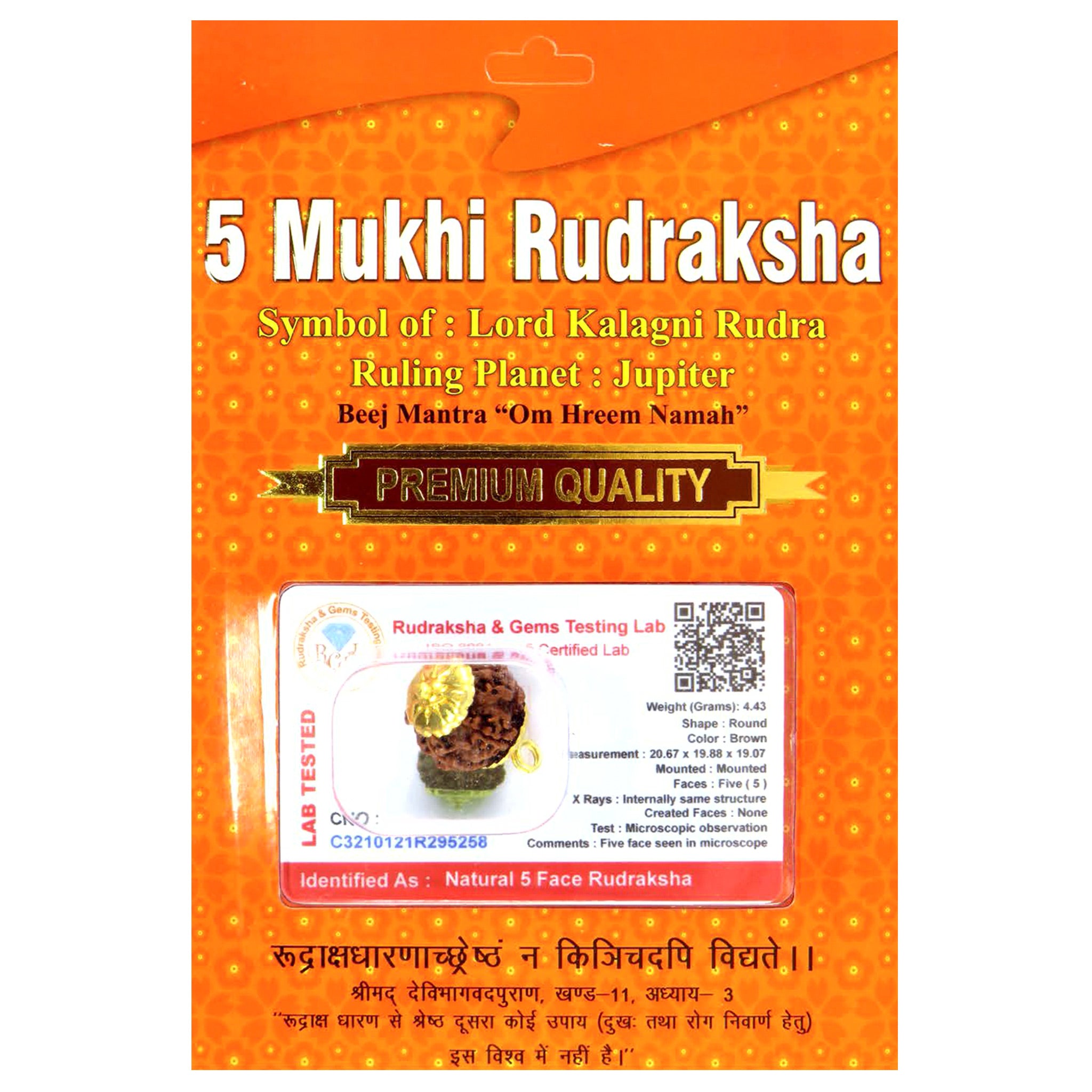 5 Mukhi Rudraksha 100 Natural by Lab Certified  Gold Cap Nepal