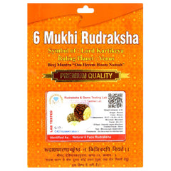 6 Mukhi Rudraksha 100 Natural by Lab Certified  Gold Cap Nepal