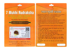 7 Mukhi Rudraksha 100 Natural by Lab Certified  Gold Cap Nepal