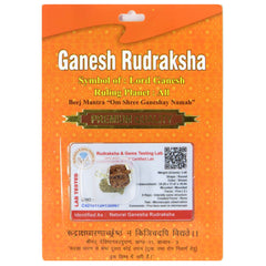 Ganesh Rudraksha Nepal 100 Natural by Lab Certified  Silver Cap